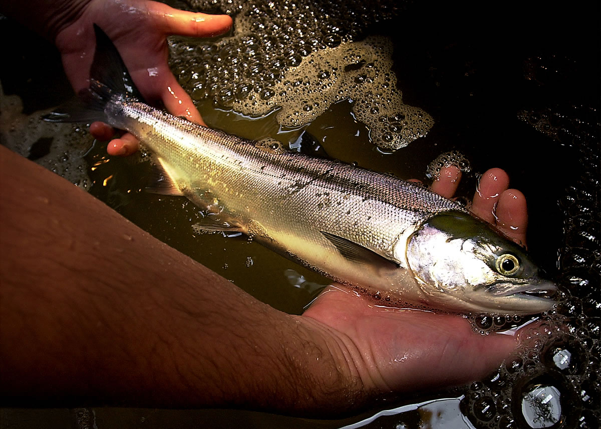 Almost 300,000 sockeye salmon had been counted at Bonneville Dam through Tuesday.