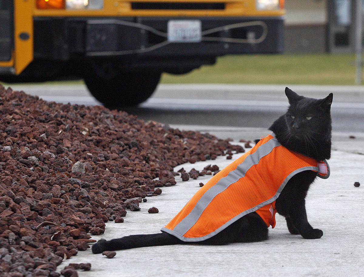 Sable the safety cat sits near a bus as children are let out of school at Enterprise Elementary School in West Richand.