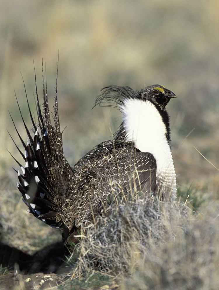 FILE - This undated image provided the U.S. Fish and Wildlife Service show a wild sage grouse. Hoping to keep the bird off the endangered species list, the Oregon Cattlemen's Association is working with federal agencies on voluntary steps ranchers can take to protect sage grouse on federal grazing lands in Oregon. The U.S. Fish and Wilkdlife Service has decided the bird deserves protection, but it can't consider a listing until 2015. (AP Photo/U.S.
