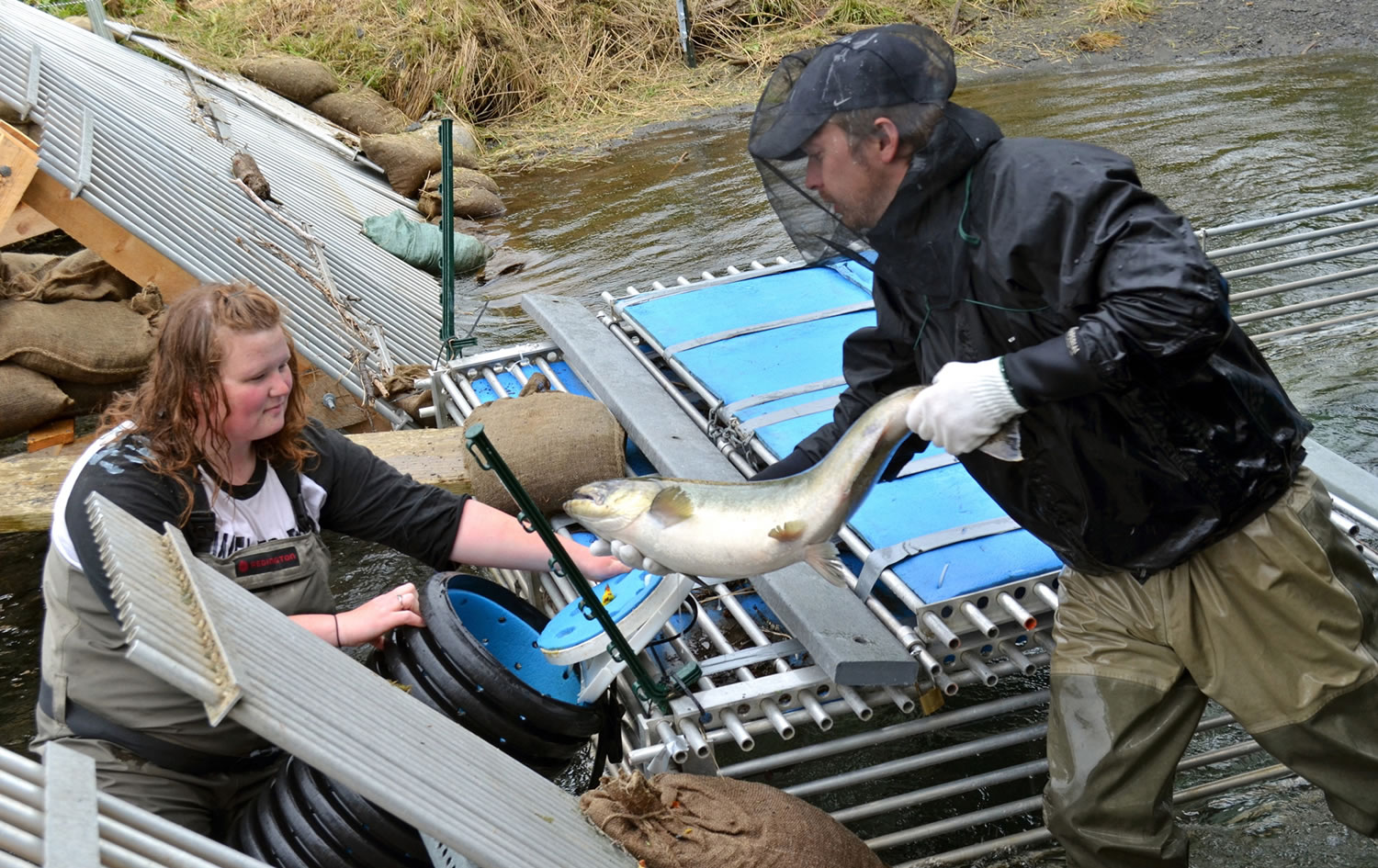 Alaska Department of Fish and Game biologists Kate Kimmel and Tyler Polum load a chinook salmon into a container on Monashka Creek in Kodiak, Alaska, in July.