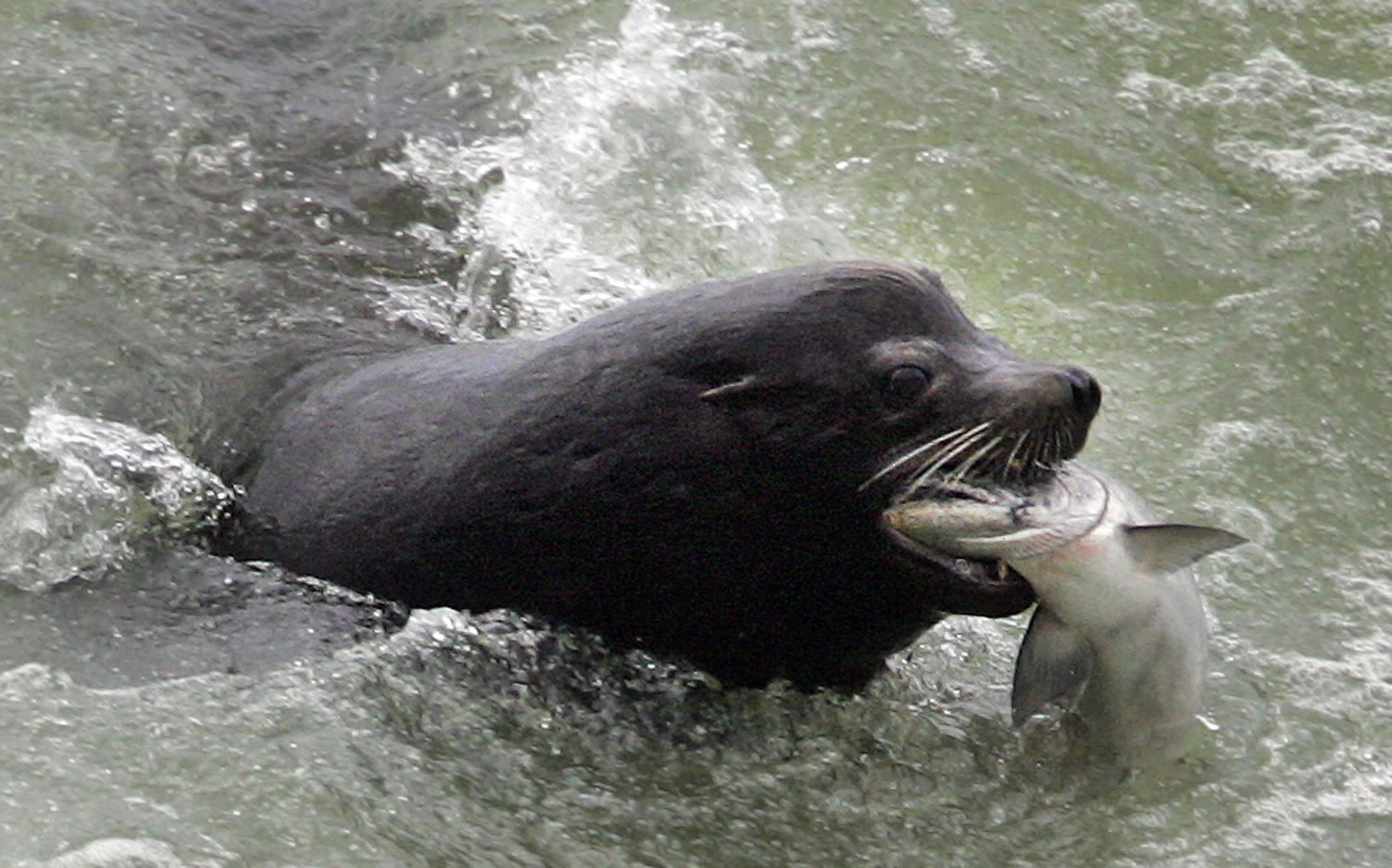 A sea lion catches a salmon on the Columbia River just below the spillway at Bonneville Dam.