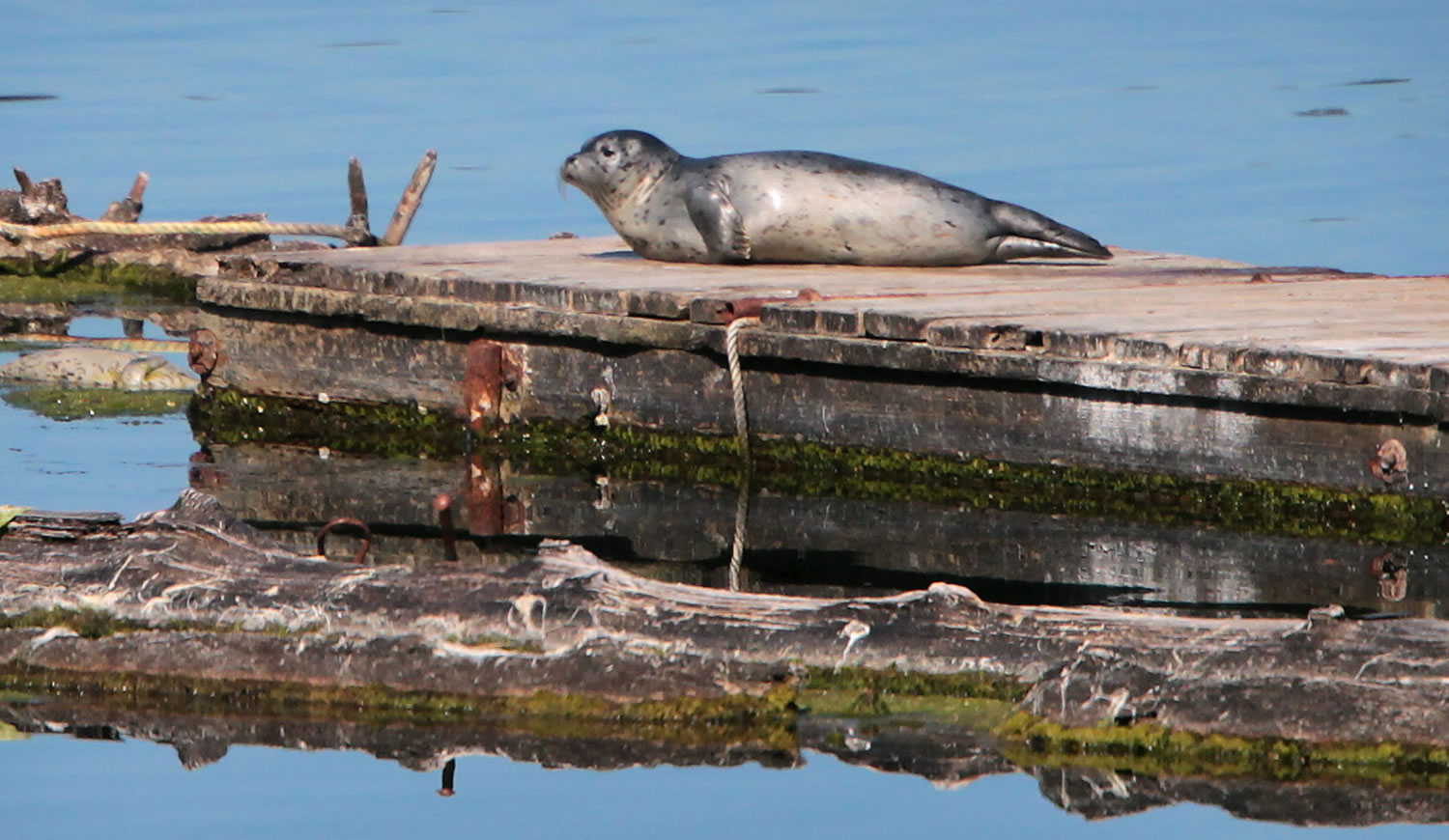 A harbor seal pup lies alone on the former Woodard Bay railroad trestle in Henderson Inlet north of Olympia on Tuesday after being stranded without his mother for at least four days.