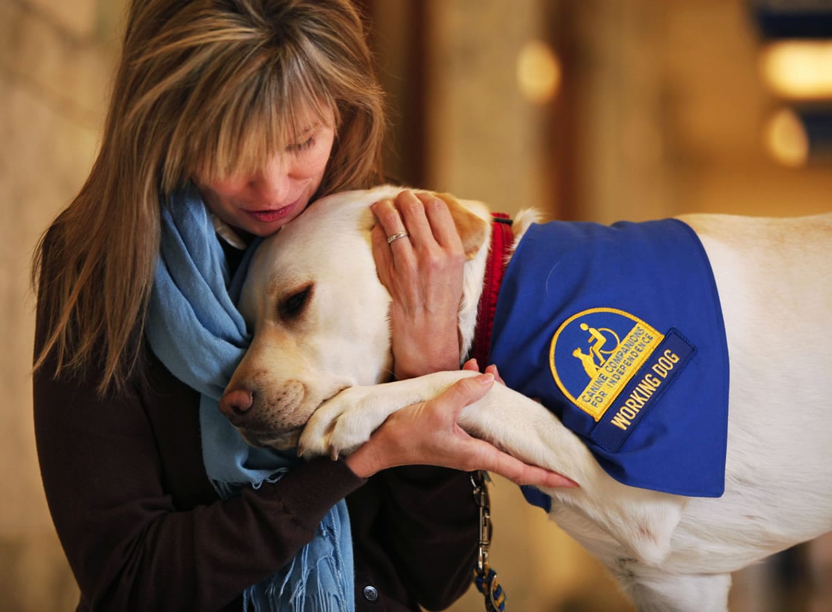 Gina Coslett of Dawson Place demonstrates how Harper, a 2-year-old Labrador retriever, is trained to comfort children who are being asked to talk about crimes, at the Snohomish County Courthouse in Everett.