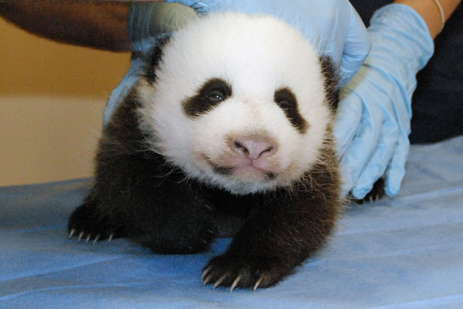 Of all resumptions Thursday in rebooted Washington, that of the National Zoo's panda cams was perhaps the most eagerly awaited. The female cub, shown at an Oct.