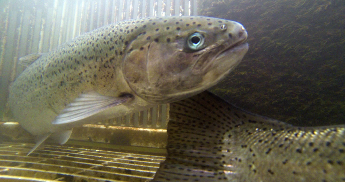 Federal officials say Skamania Hatchery summer steelhead, shown here, have been changed by hatchery breeding over the generations and no longer behave like a fish adapted to the lower Columbia River.