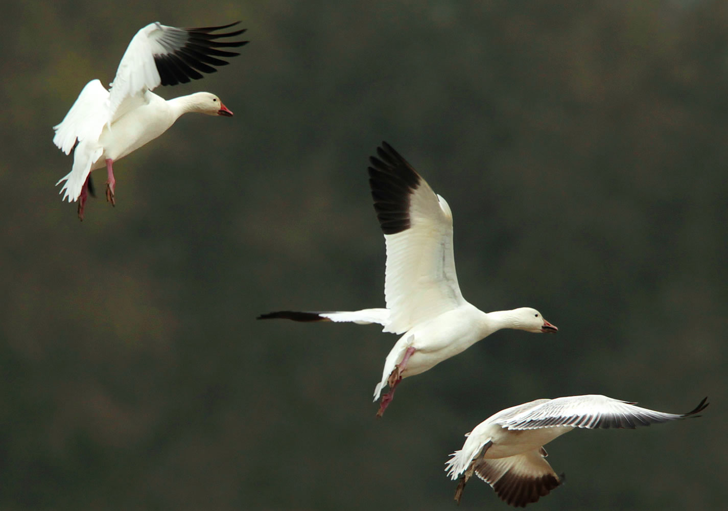 Snow geese land in a field along Norman Road between Silvana, Wash. and Stanwood, Wash., Wednesday, Oct. 16, 2013.