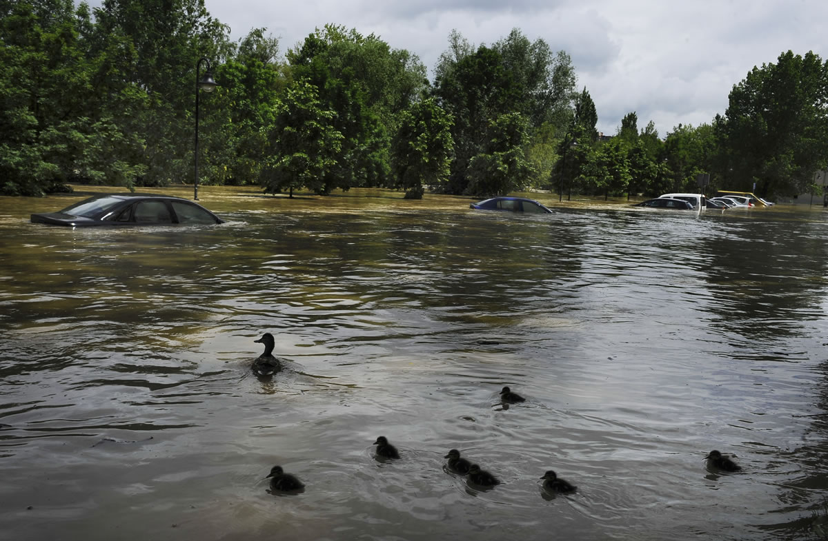 A flock of ducks swim past cars flooded by water from the Arga River in La Magdalena, northern Spain, on Sunday.
