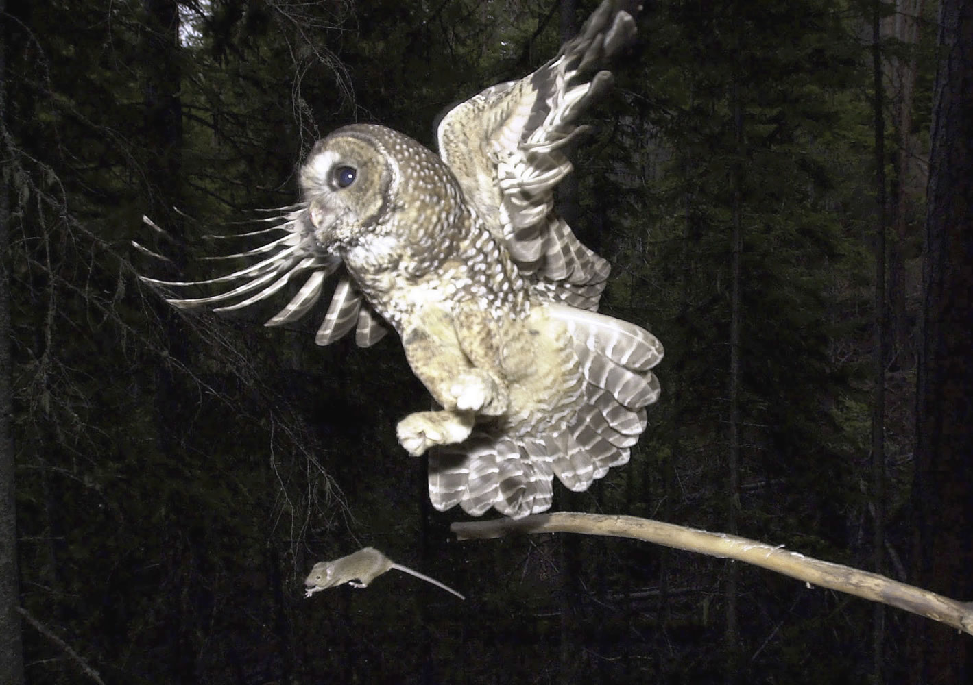 In a May 8, 2003, file photo, a northern spotted owl named Obsidian by U.S. Forest Service employees flies after an elusive mouse jumping off the end of a stick in the Deschutes National Forest near Camp Sherman, Ore.