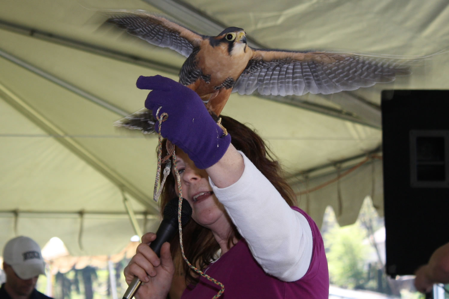 Cathy Wright's Aplomado falcon tries to fly off during a wildlife show at a previous Earth Day celebration presented by Clark Public Utilities' StreamTeam.