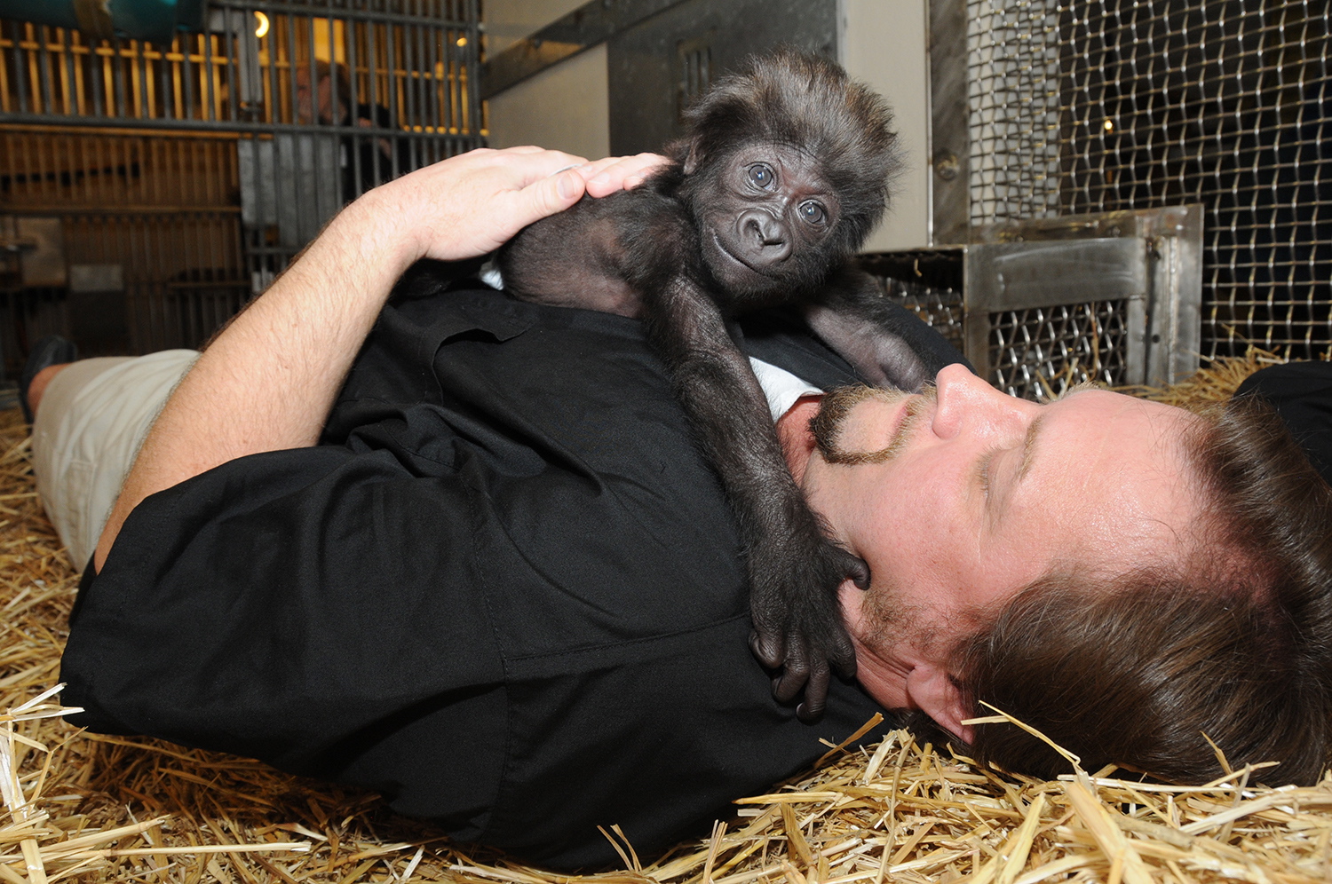 Ron Evans, Primate Center Team Leader at the zoo in Cincinnati, lays with a baby gorilla named Gladys the way a mother Western Lowland Gorilla would with her young.