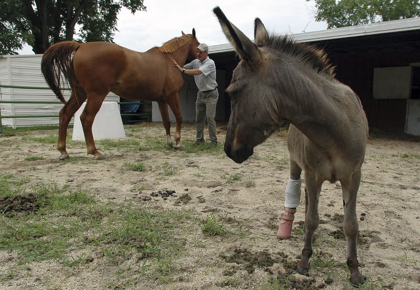 Emma the three-legged donkey looks on as veterinary equine expert Jim Brendemuehl works with his horse Tank in a corral in Auburn, Ala., on  July 11.