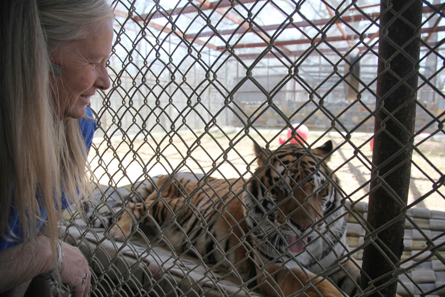 Vicky Keahy, president of InSync Exotics, visits Tacoma, a 13-year-old Siberian tiger, in his enclosure at InSync Exotics animal preserve Monday in Wylie, Texas.
