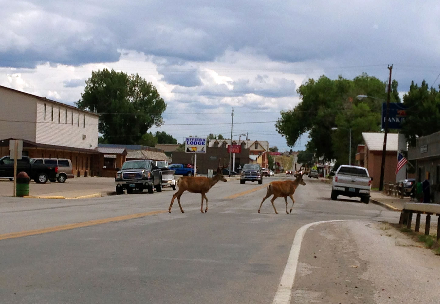 Deer cross the street Aug. 6 in downtown Saratoga, Wyo. Deer often browse on shrubbery and mangle chain-link fences as they leap from yard to yard.