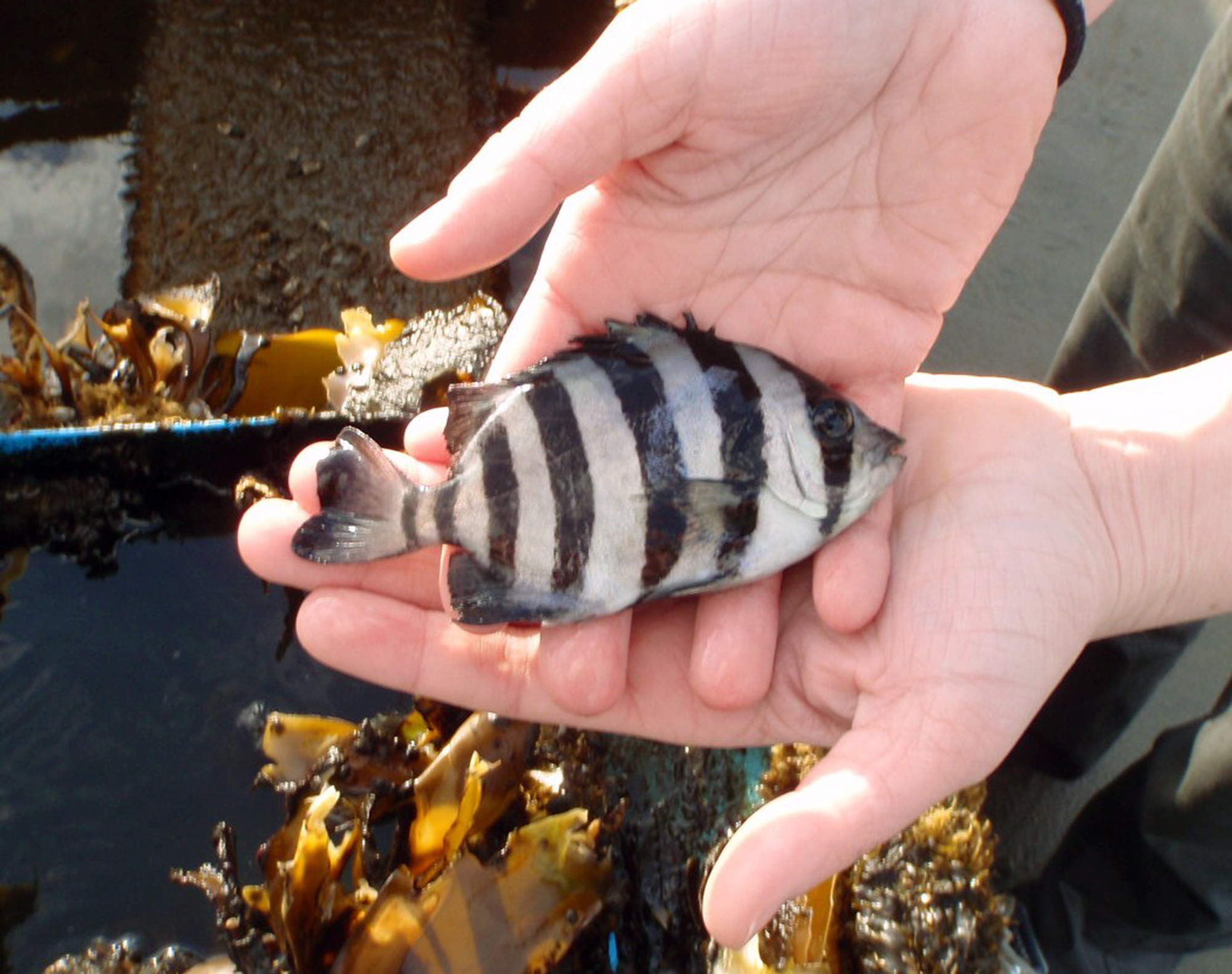 In this March 22, 2013 photo provided by the Washington state Department of Fish and Wildlife, a striped beakfish is held for display above a water-filled well or bait box aboard a 20-foot-long Japanese boat that washed ashore recently at Long Beach, Wash. Biologists say five of the fish, plus other Japanese species of sea creatures, arrived alive, apparently hitching a ride across the Pacific Ocean on debris believed to have come from the March 2011 Japanese tsunami.
