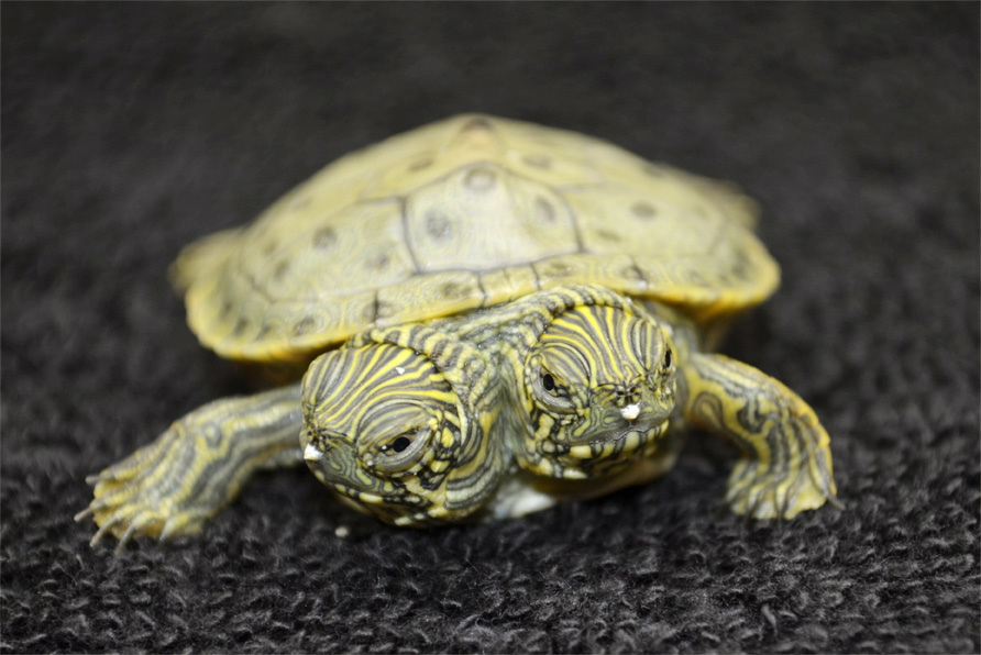 Thelma and Louise, a two-headed Texas cooter turtle, is seen in an undated photo provided by the San Antonio Zoo.