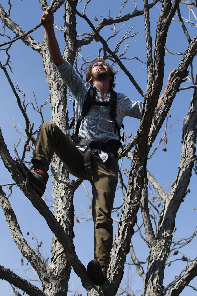 Ethan Welty, co-founder of the urban foraging website fallingfruit.org, climbs a tree May 4 looking for edible fruit at a public park in Boulder, Colo.