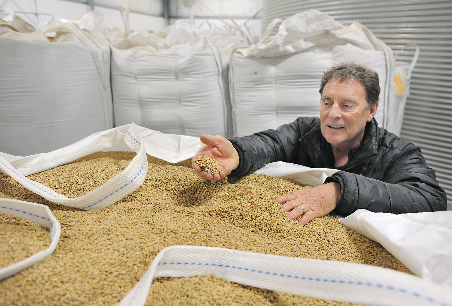 Skagit Valley Malting founder Wayne Carpenter checks out barley Dec 10 in Burlington, part of the summer&#039;s crop from Skagit Valley farmer Kraig Knutzen. Originally conceived in collaboration with the Port of Skagit to increase the value of local grain, Skagit Valley Malting is malting and germinating grains no one else can.