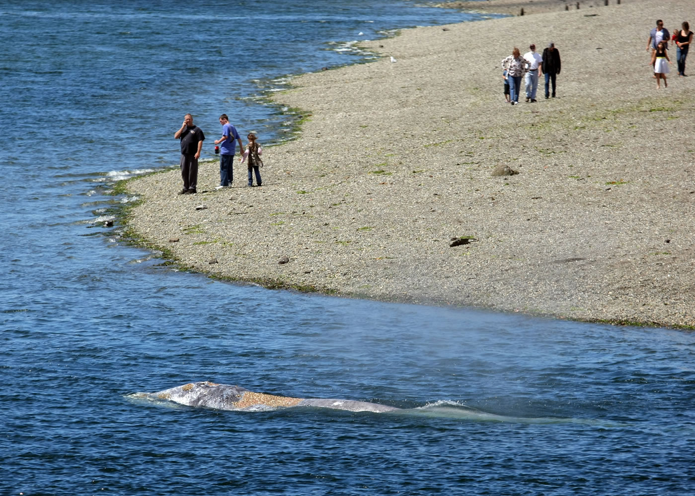Whale watchers look from the beach at a gray whale near the Purdy Spit Bridge in Olalla on Wednesday.