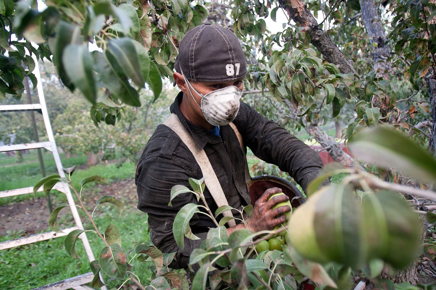 Juan Mora picks pears in the Larry MacDonald orchard in Cashmere on Tuesday.