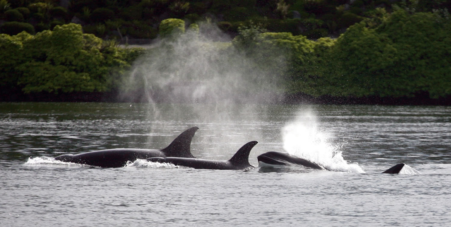 Orca whales come out of the water at Lions Park in Bremerton after visiting Dyes Inlet on Thursday in Bremerton.