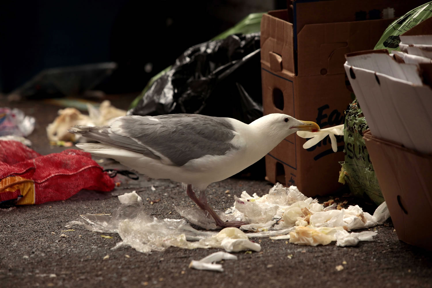 A seagull picks at a plastic glove amid trash in a downtown Seattle alleyway Tuesday.