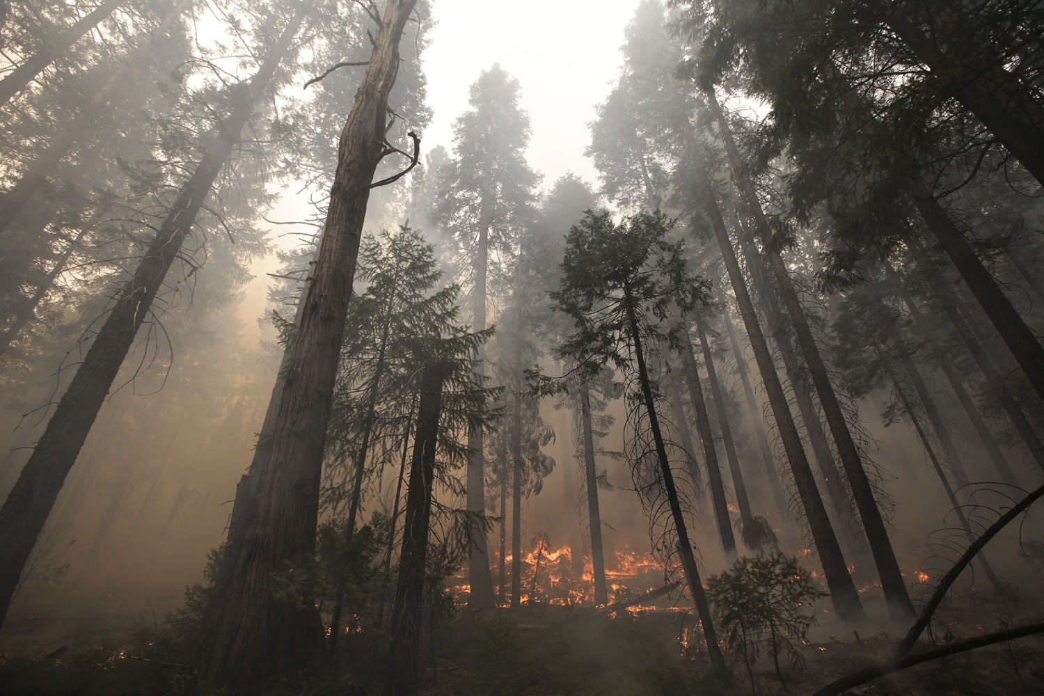 The Rim Fire burns through trees near Yosemite National Park, Calif., on Tuesday.