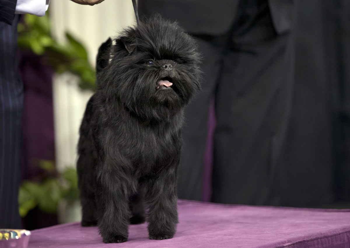Banana Joe, an affenpinscher and winner of the toy group, took Best in Show on Tuesday at the Westminster Kennel Club dog show at Madison Square Garden in New York.