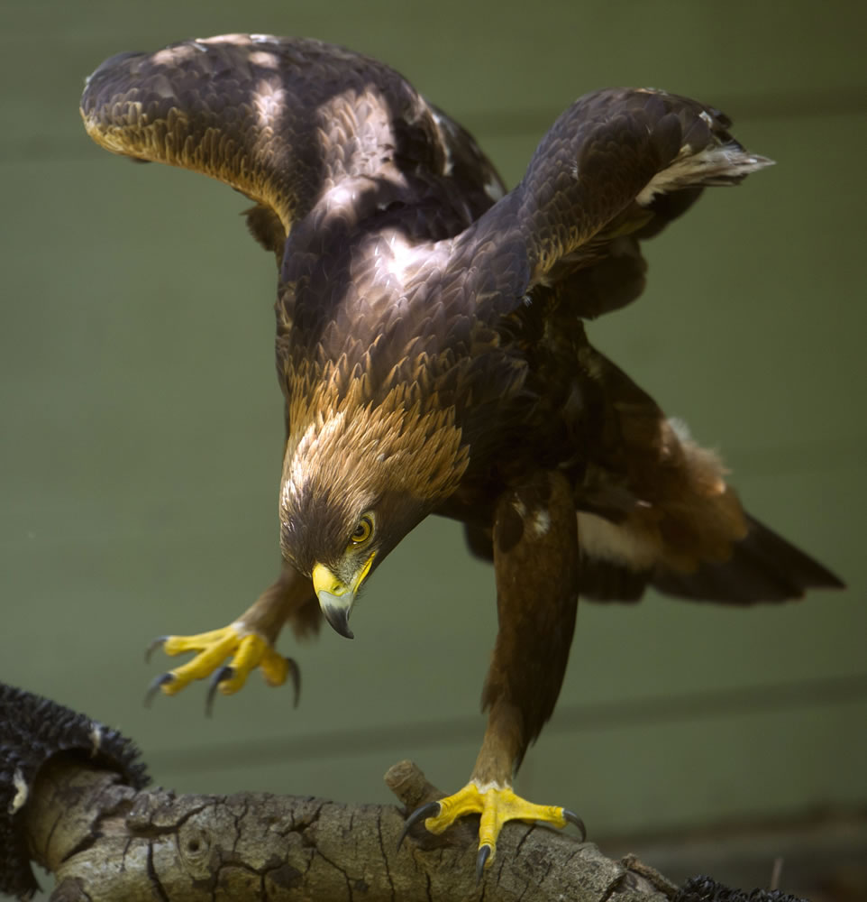 Solomon, a 14-year-old golden eagle, perches on a branch at the Sulphur Creek Nature Center on Thursday in Hayward, Calif. According to keepers, a wind turbine near the Altamont Pass severed a portion of Solomon's left wing in 2000 leaving him unable to fly or survive in the wild.