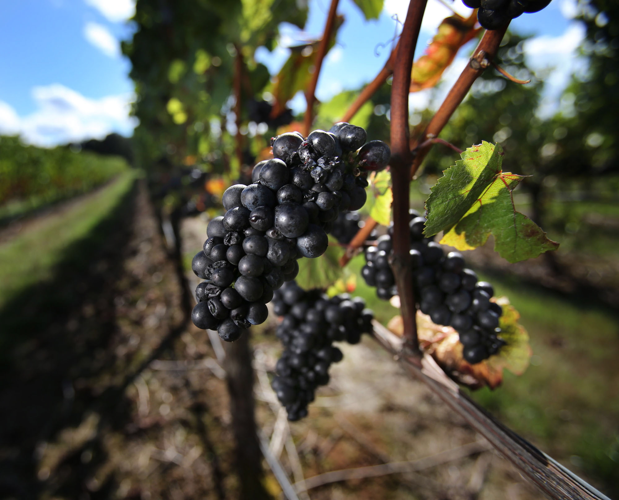 Pinot noir grapes await harvest at the Benton-Lane Winery in Monroe, Ore.