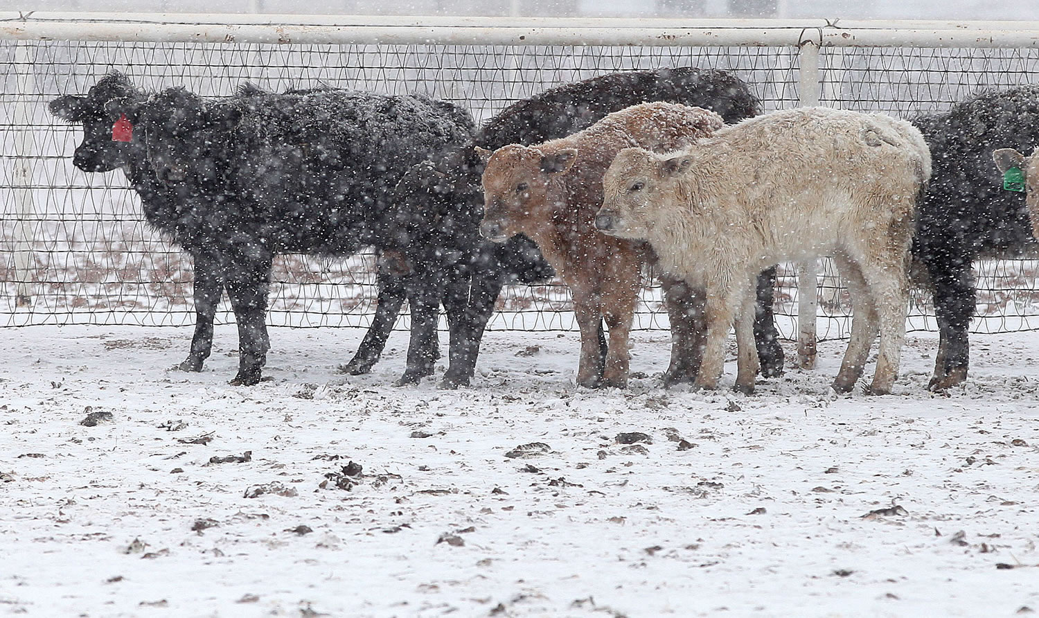 Cattle stand in blizzard conditions in Lubbock, Texas, on Monday. State troopers are unable to respond to calls for assistance and National Guard units are mobilizing as a winter storm blankets the central Plains with a foot of snow in some places.