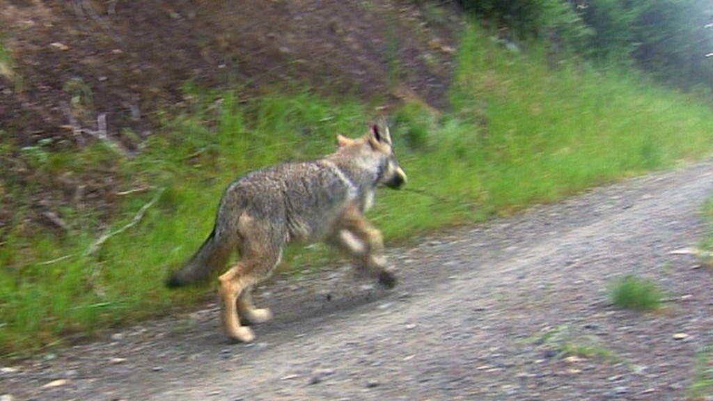 In this photo taken July 16, 2012, and provided by KING 5 Seattle, a gray wolf from the Wedge Pack of wolves trots away after being tranquilized near Colville, Wash., where it was captured and released by state biologists.