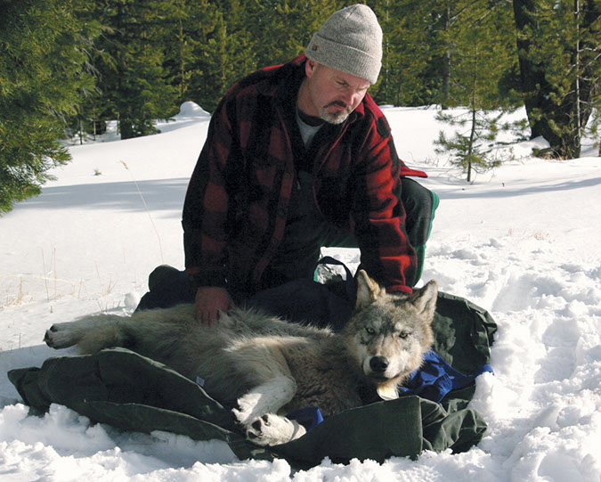 Wolf coordinator Russ Morgan sits with a female wolf pup just fitted with a radio collar in northeastern Oregon on Feb.