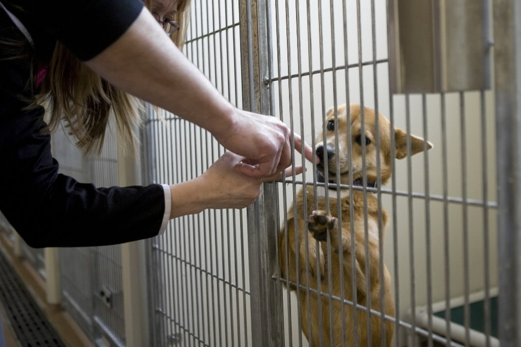 Clark County commissioners once again appear to be moving toward agreeing to a contract with the Humane Society for Southwest Washington for housing stray animals.