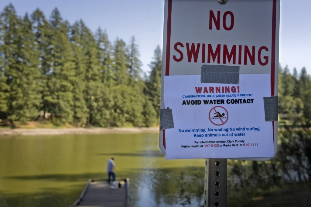Lacamas Lake is once again closed to swimming due to an algae outbreak.