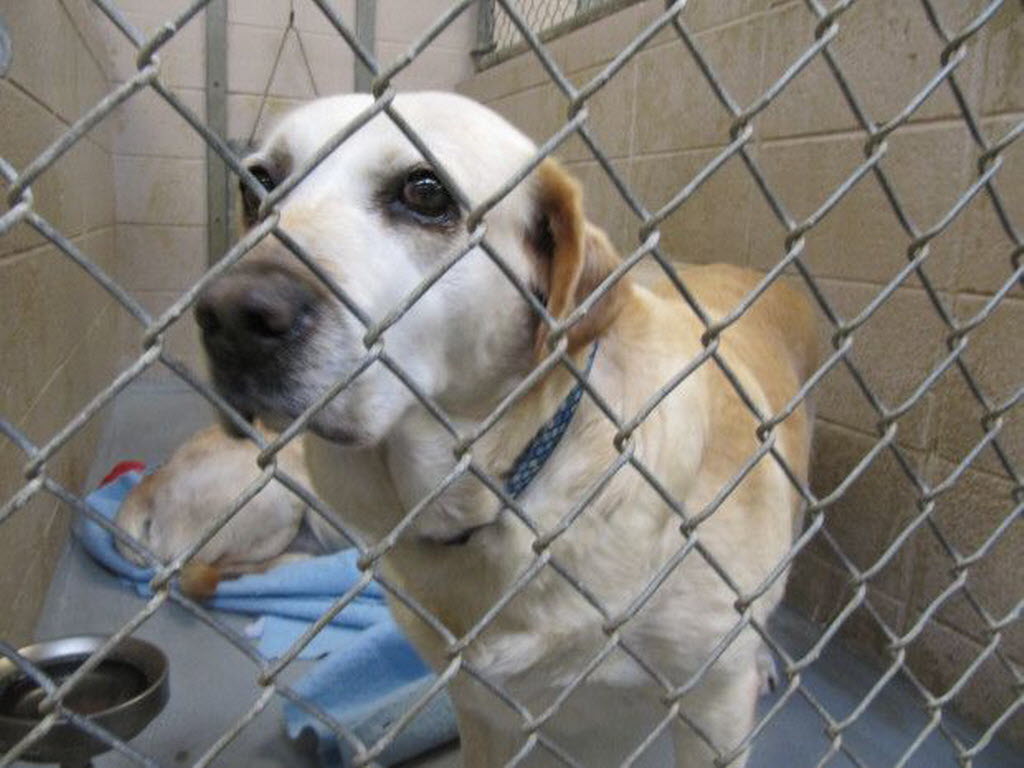 After months of wrangling with Clark County over a contract for housing stray animals, the Humane Society for Southwest Washington says it has given up on a deal with the county.