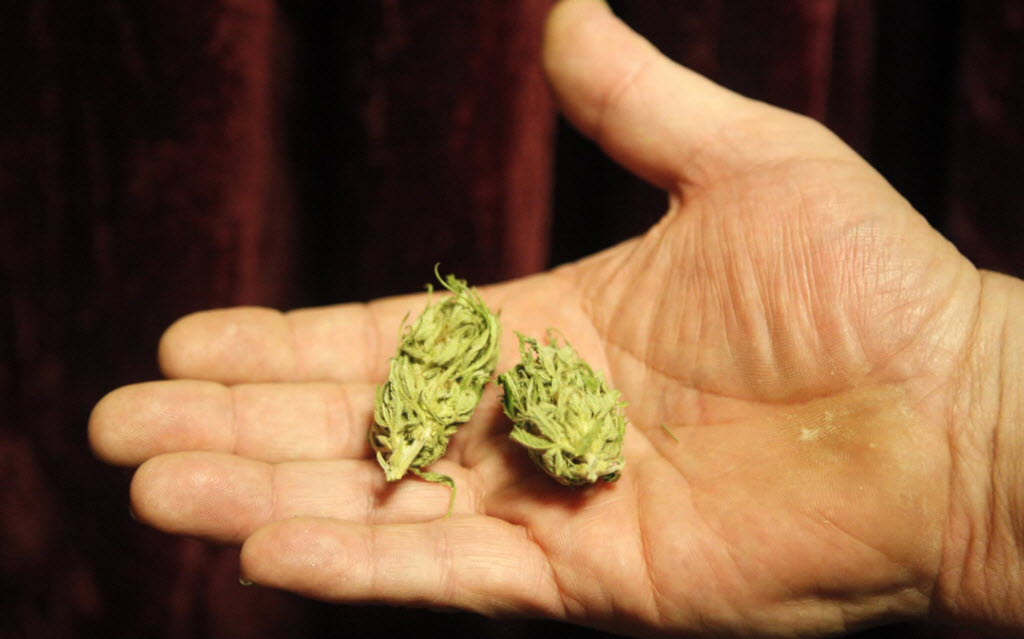 A Portland medical marijuana patient shows buds of cannabis in this 2009 photo.