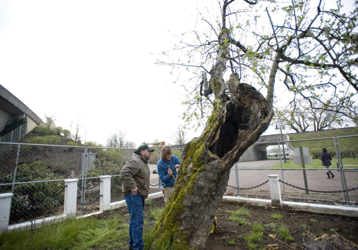 National Park Service orchardist Laurie Thompson and local farmer Joe Beaudoin worked on another round of grafting on the Old Apple Tree in April 2011.