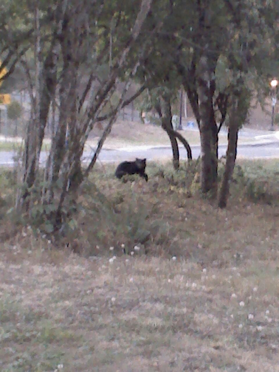 Jayson Tidland snapped this photo of a black bear in Heritage Park off Northwest Lake Road in Camas.