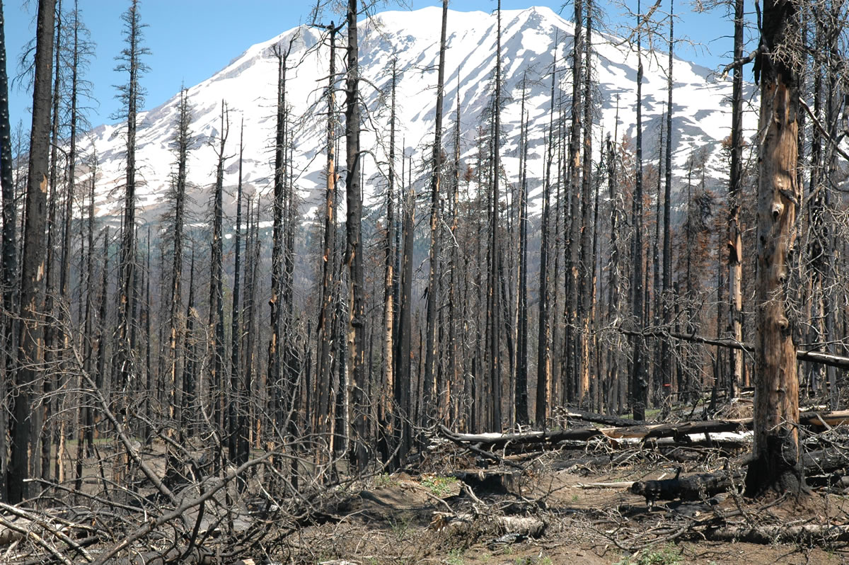Mount Adams looms behind a blackened stand of trees on Gifford Pinchot National Forest road No.