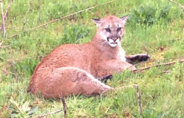 A cougar wounded in a car accident Friday morning, April 5, lies near Interstate 5 in the Woodland area.