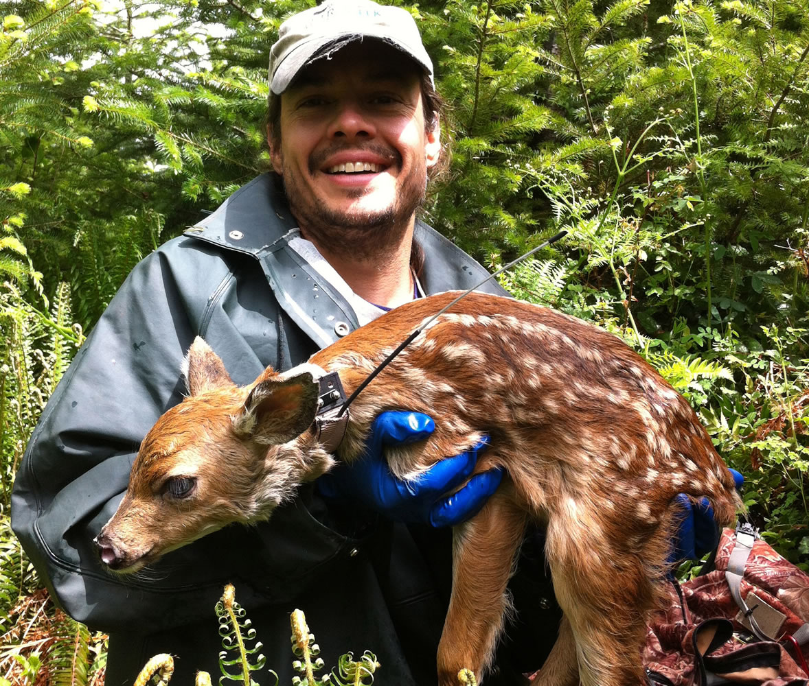 State biologist Eric Holman holds a fawn that was part of the blacktail deer study.