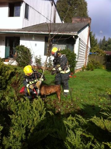 Firefighters rescued a dog from the fire at 406 N.W.