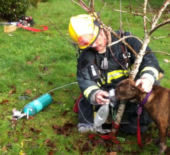 A Vancouver firefighter administers oxygen to a dog rescued from a house fire Friday morning.