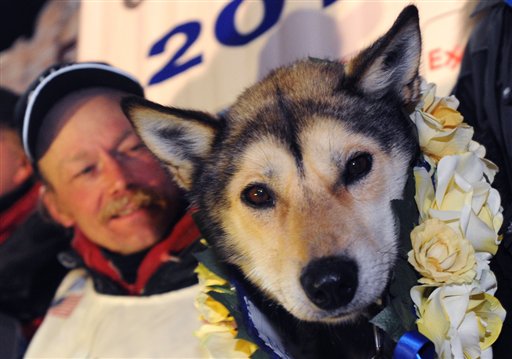 Mitch Seavey holds one of his lead dogs, Taurus, as he poses for photographers at the finish line of the Iditarod Trail Sled Dog race in Nome, Alaska, Tuesday, March 12, 2013.