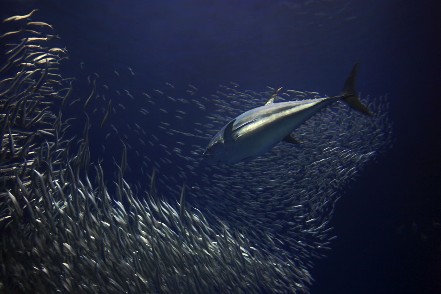 Forage species in the ocean are key for higher-order predators in the food chain.