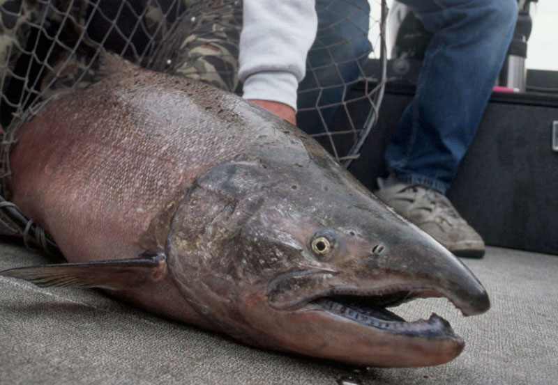 The Columbia's River Hanford Reach in central Washington is known for producing some gargantuan fall chinook.