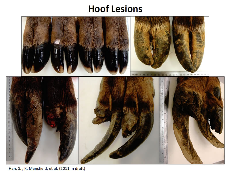 Photo shows healthy elk hooves (upper left) compared to some deformed hoofs from Southwest Washington animals.
