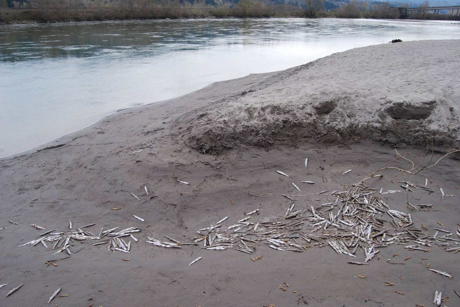 Dead smelt littered the beach at Gerhart Gardens Park along the lower Cowlitz River.