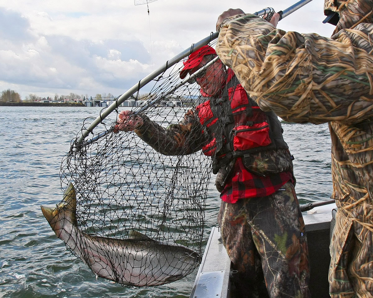 Joe Hymer, left, nets a spring chinook salmon from the Columbia River for Wil Morrison.