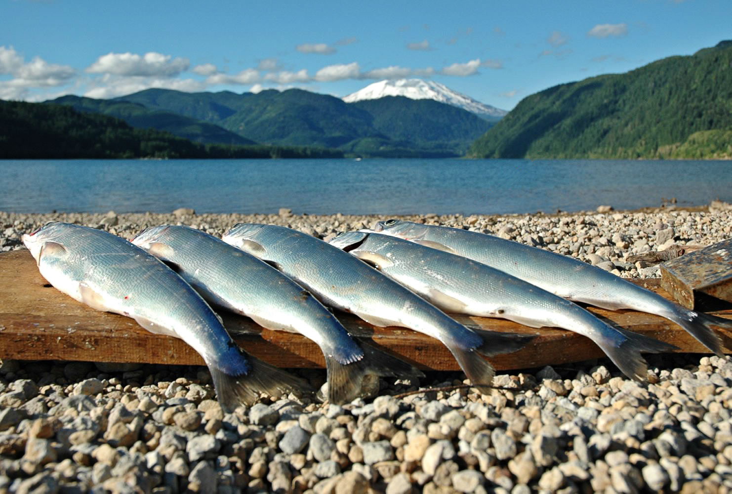 Yale Reservoir on the North Fork of the Lewis River has been yielding lots of kokanee averaging 10 to 11 inches this summer.